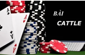 bài catte 1
